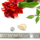 Multi Crazy Lace Agate Cabochon