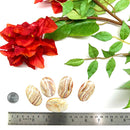 Multi Crazy Lace Agate Cabochon