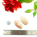 Multi Crazy Lace Agate Cabochon