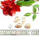 Multi Crazy Lace Agate Cabochon