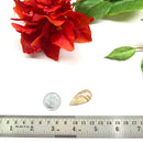 Multi Crazy Lace Agate Cabochon