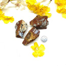 Noreena Jasper Rough (Brazil) (Security & Survival)