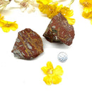 Noreena Jasper Rough (Brazil) (Security & Survival)