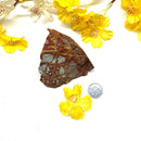 Noreena Jasper Rough (Brazil) (Security & Survival)