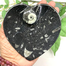 Orthoceras Plate (Financial Stability)