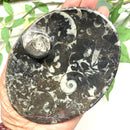 Orthoceras Plate (Financial Stability)