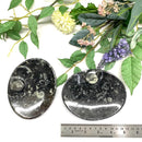 Orthoceras Plate (Financial Stability)