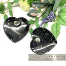 Orthoceras Plate (Financial Stability)