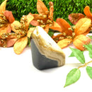 Petrified Palm Root Free Forms