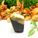 Petrified Palm Root Free Forms