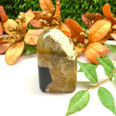 Petrified Palm Root Free Forms