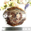 Petrified Wood Polished Slices (Madagascar)