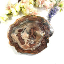Petrified Wood Polished Slices (Madagascar)