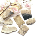 Petrified Palm Root Slice (Stability and Balance)