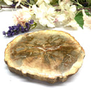 Petrified Wood Polished Slices (Madagascar)