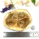 Petrified Wood Polished Slices (Madagascar)