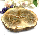 Petrified Wood Polished Slices (Madagascar)