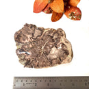 Petrified Wood Polished Slices (Madagascar)