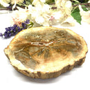 Petrified Wood Polished Slices (Madagascar)