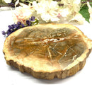Petrified Wood Polished Slices (Madagascar)