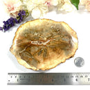 Petrified Wood Polished Slices (Madagascar)
