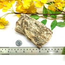 Petrified Wood Rough (Healing & Grounding)