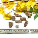 Petrified Wood Rough (Healing & Grounding)