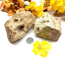 Petrified Wood Rough (Healing & Grounding)