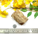 Petrified Wood Rough (Healing & Grounding)