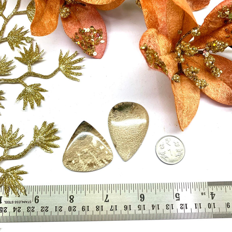 Petrified Palm Root Cabochon