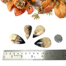 Petrified Palm Root Cabochon (Being Practical)
