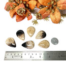 Petrified Palm Root Cabochon (Being Practical)