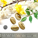 Picture Jasper Cabochon