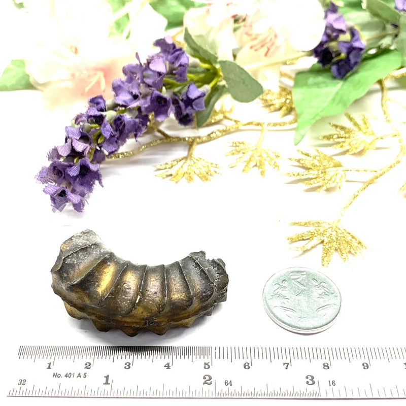 Pyrite Ammonite/Pleuroceras (Transformation)
