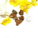 Rainforest Jasper / Rhyolite Rough