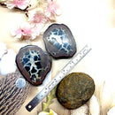 Septarian Nodules Rough (Emotional Flexibility)