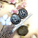 Septarian Nodules Rough (Emotional Flexibility)