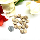 Small Clam Crystal (Brown) Rough