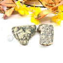 Turritella Agate (Connect to your Ancestors)