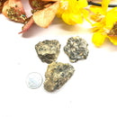 Turritella Agate (Connect to your Ancestors)