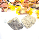 Turritella Agate (Connect to your Ancestors)