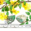 Variscite Rough from Australia (Unconditional Love)